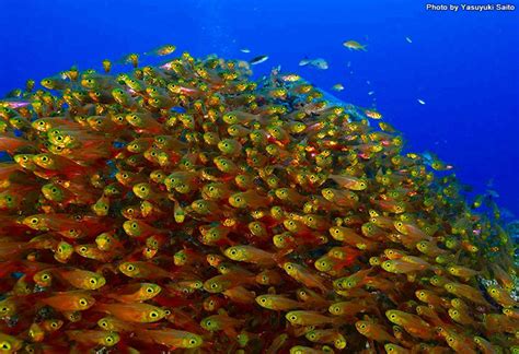 金色的魚|金色な魚たち大集合！｜海のいきもの｜海の生き物｜Marine 